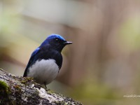 夏鳥と冬鳥と。