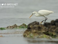 海岸のカラシラサギ