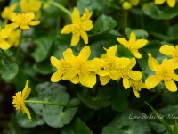 コルリと高山植物