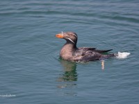 ウトウの潜水