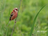 繁殖地のベニマシコ
