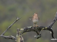 濃霧の中のオオジシギ