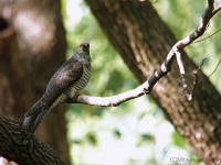 ツツドリ幼鳥など