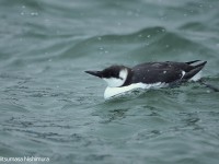荒れた漁港のウミガラス