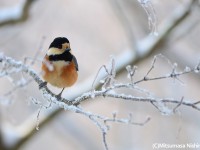 雪山のカラ類