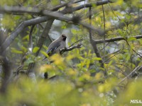 公園の鳥