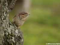 地元のアリスイとモズなど
