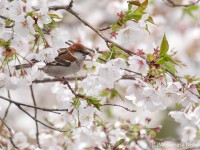 桜と鳥