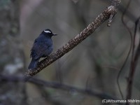 山の鳥いろいろ