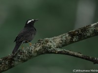 暗い杉林の中のマミジロ