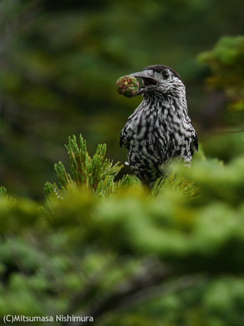 P2890326