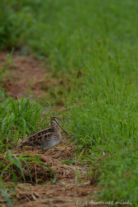 DSC_8431