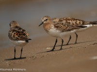 海岸のシギ・チドリ