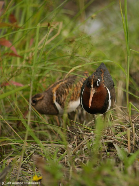 P3000368