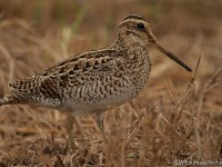 チュウジシギ幼鳥