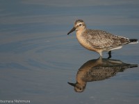 赤いコオバシギ幼鳥