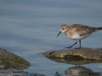 ヒメウズラシギ