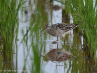 ウズラシギ成鳥夏羽～冬羽