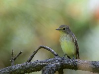 キムネビタキ第1回夏羽雄