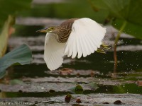 アカガシラサギ成鳥冬羽