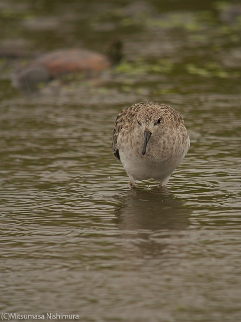 P3330358