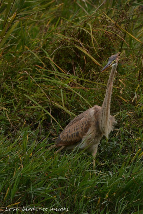 DSC_1863