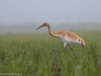 ソデグロヅル幼鳥