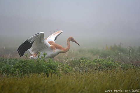 DSC_5698_1