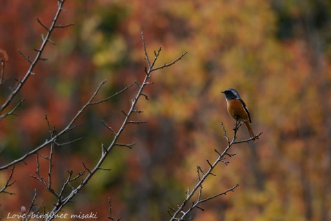 DSC_6848_1