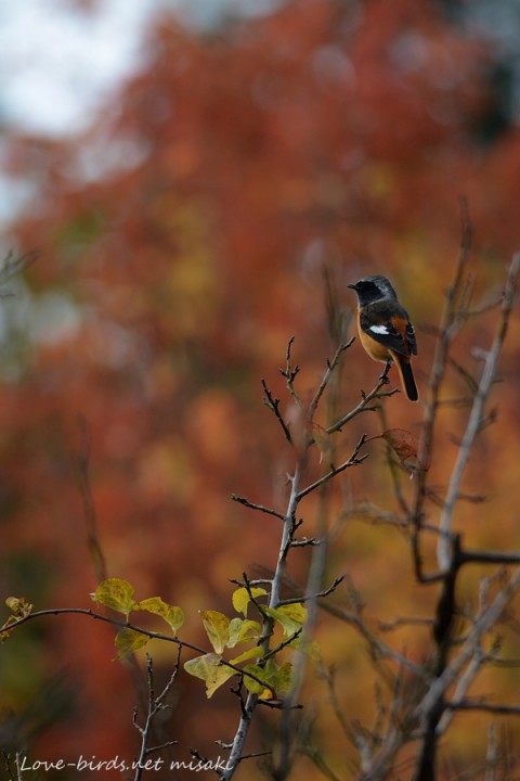 DSC_6924_1