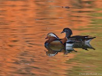 紅葉とオシドリ