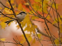 紅葉と鳥