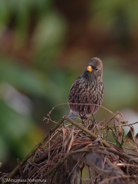P3500455