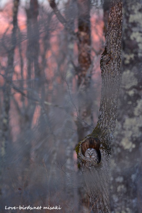 DSC_1441
