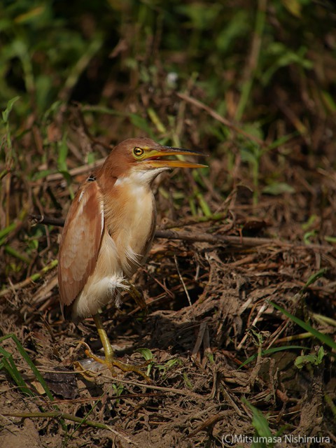 P3160704
