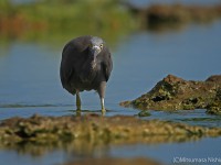 海岸の水鳥たち