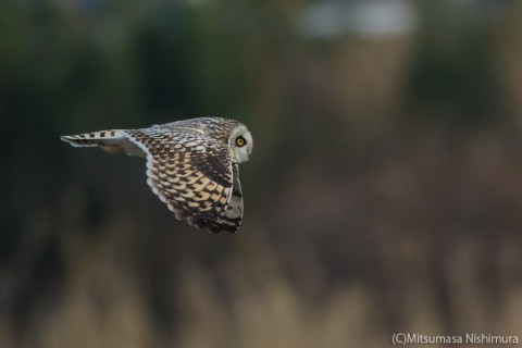 DSC_1350