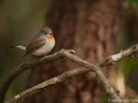 ニシオジロビタキ成鳥雄