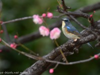 梅と鳥と。