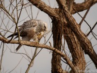 ケアシノスリ幼鳥