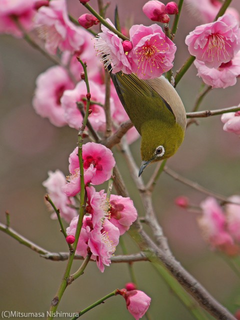 P3850733