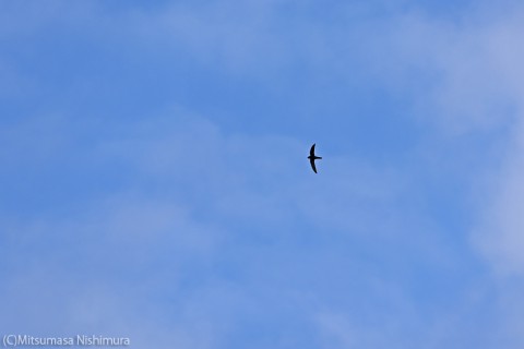 DSC_0061