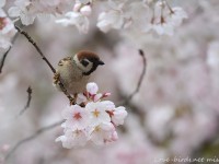 春の鳥いろいろ