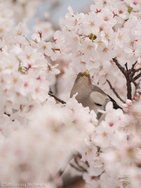 DSC_3120a