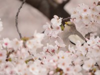 桜とカラムクドリ