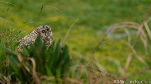 DSC_5627a