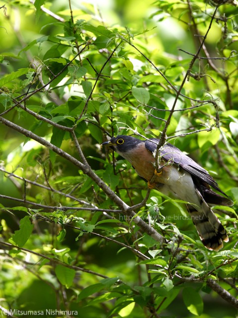 DSC_6771a