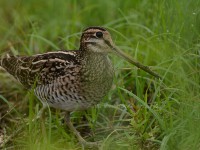 チュウジシギ成鳥ほか