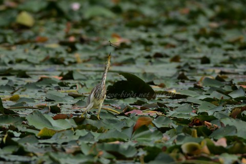 DSC_7774