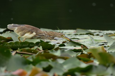 DSC_8235